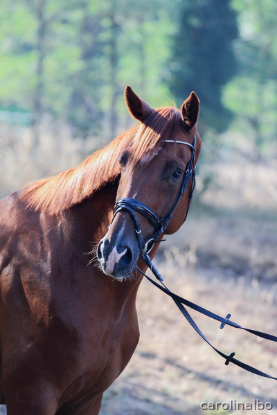Caballos Capados Hannoveriano - Caballo hannoveriano 6 años