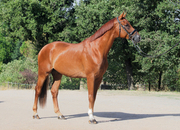 Caballo hannoveriano 6 años