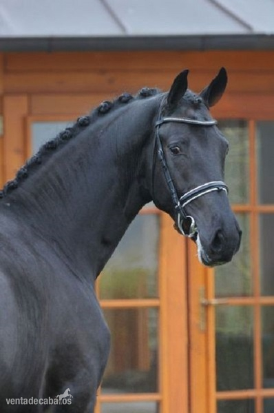 Hannoveriano {TYPE}
