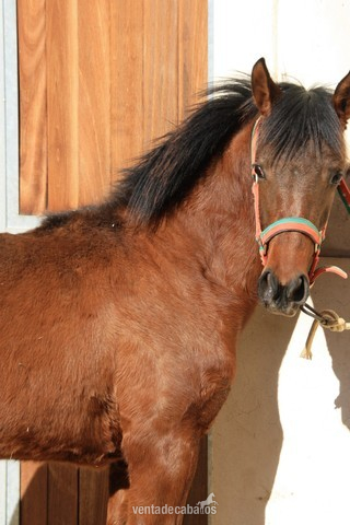 Hispano-Arabe