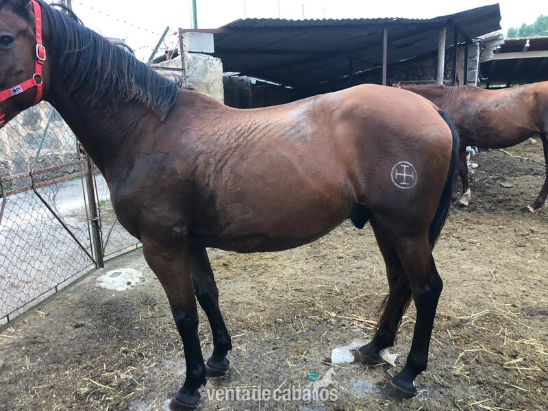 Venta de caballo pre en ancce  in 
