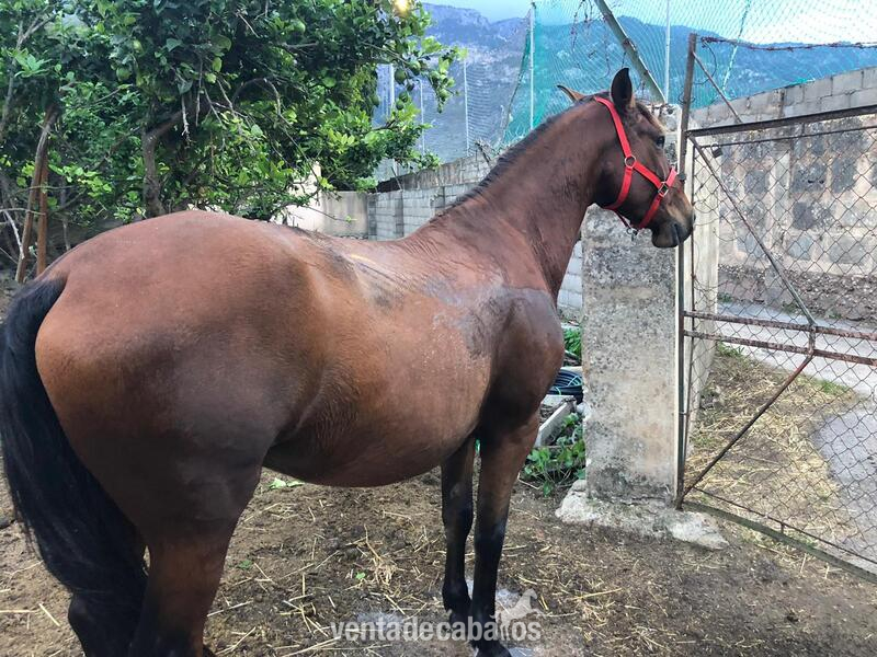 Pura Raza Española {TYPE}