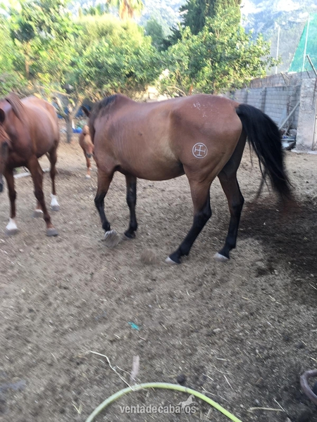 Caballos Pura Raza Española (P.R.E.) Pura Raza Española - Venta de caballo pre en ancce 