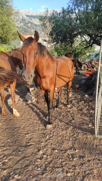 Venta de caballo pre en ancce  - Caballos Pura Raza Española (P.R.E.) Pura Raza Española