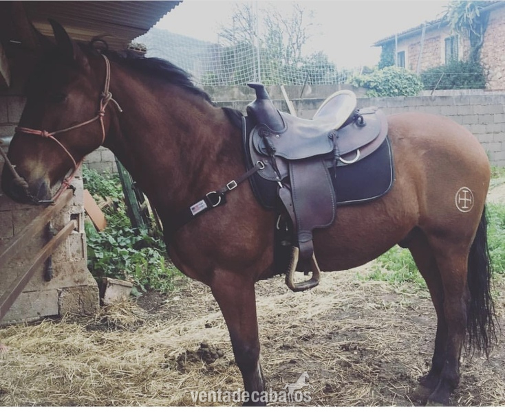 Venta de caballo pre en ancce  - Pura Raza Española