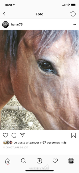 Venta de caballo pre en ancce  - Caballos Pura Raza Española (P.R.E.)