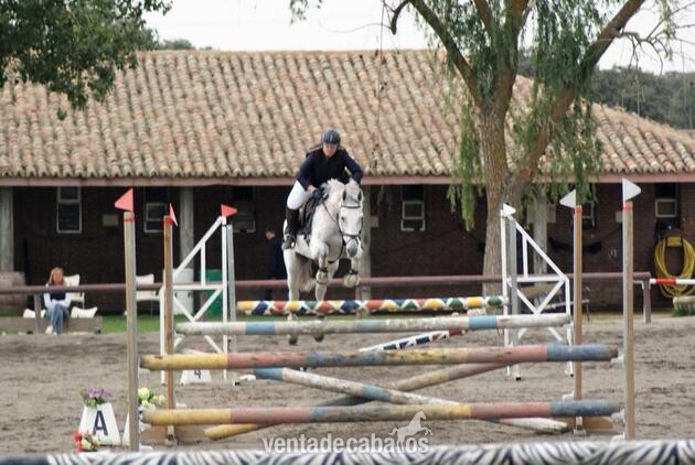 Caballo de deporte polaco 