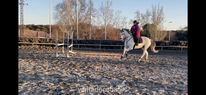 Caballo de deporte polaco  {TYPE}