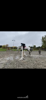 Yeguas Caballo de deporte polaco  - Se vende yegua de salto 