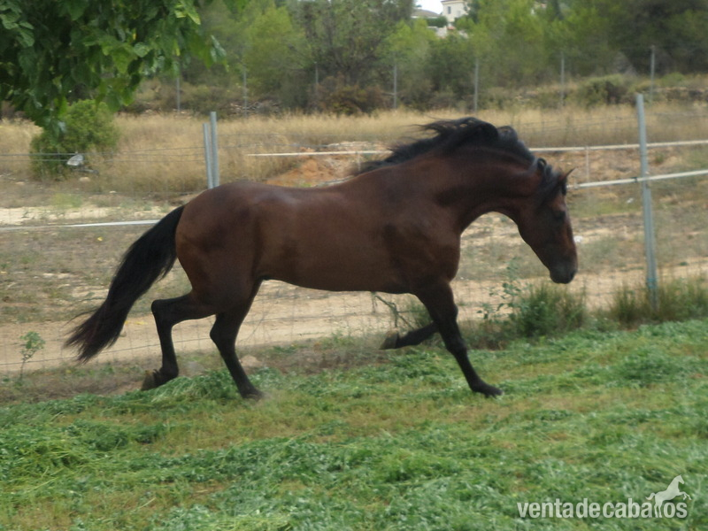 Extraordinario PRE 5 años in 