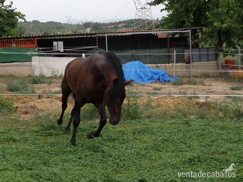 Extraordinario PRE 5 años - PRE