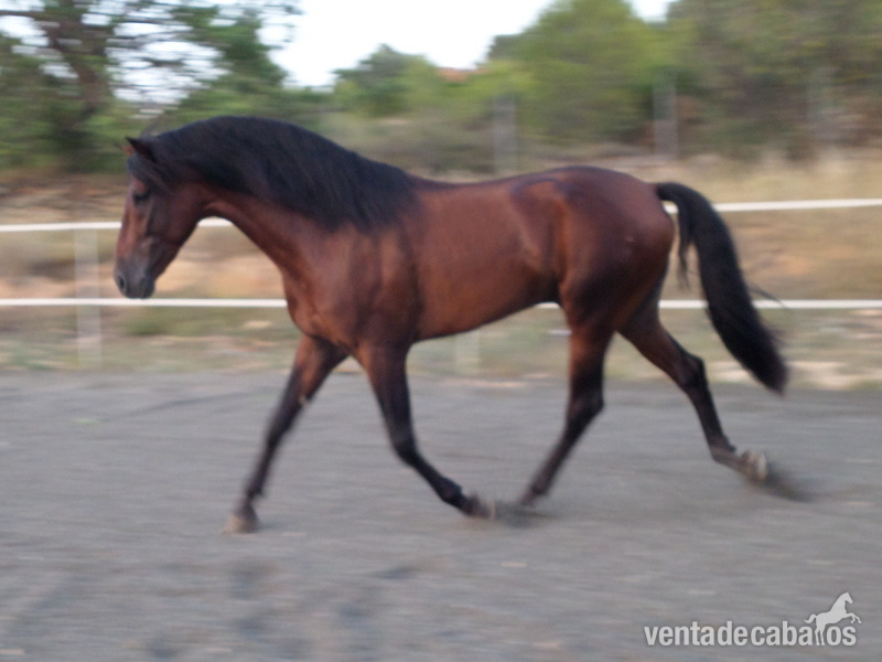 Extraordinario PRE 5 años - Caballos Pura Raza Española (P.R.E.)