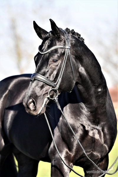 Hannoveriano {TYPE}
