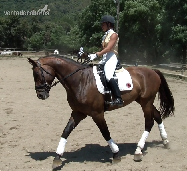 CURS GRATUIT D'EQUITACIÓ in 