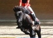 Myrtille en Venta (Poni A)