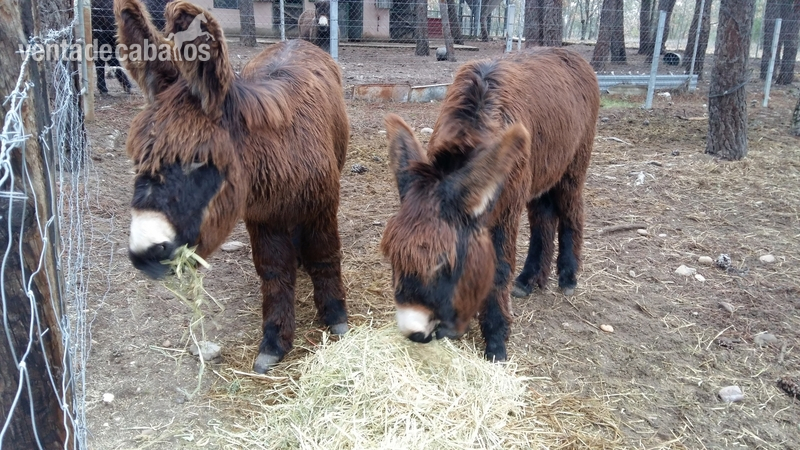 Vendo burros varios in 