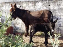 Vendo burros varios