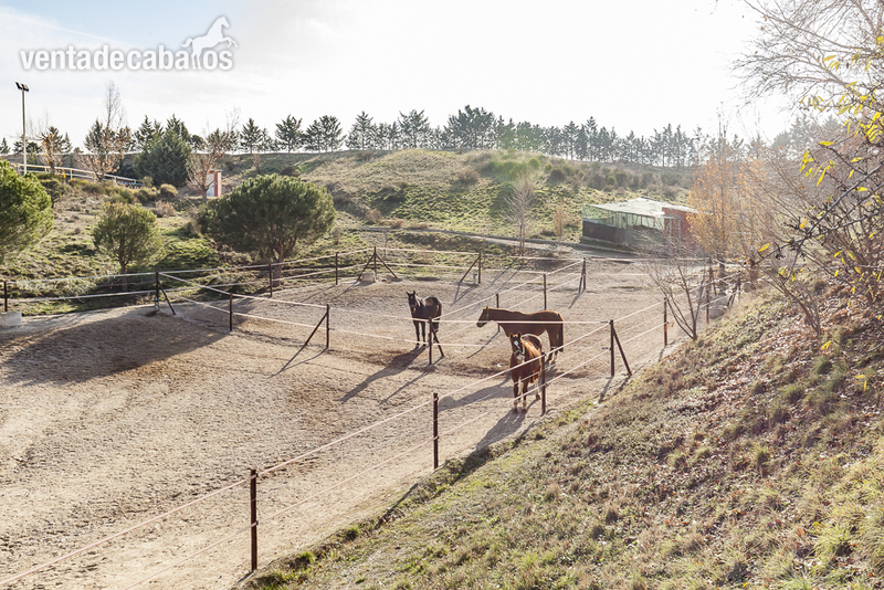 FINCA ECUESTRE CON 5 HECTAREAS DE TERRENO EN EL MOLAR EL MOLAR