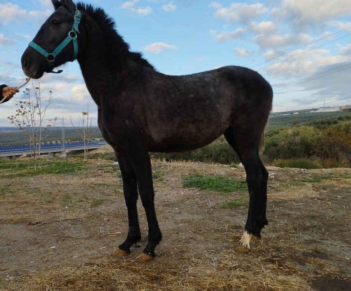 Vendo potra pre con 9 meses  in 