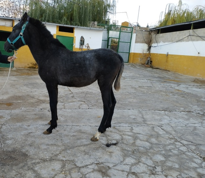 Potras Pura Raza Española - Vendo potra pre con 9 meses 