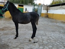 Vendo potra pre con 9 meses