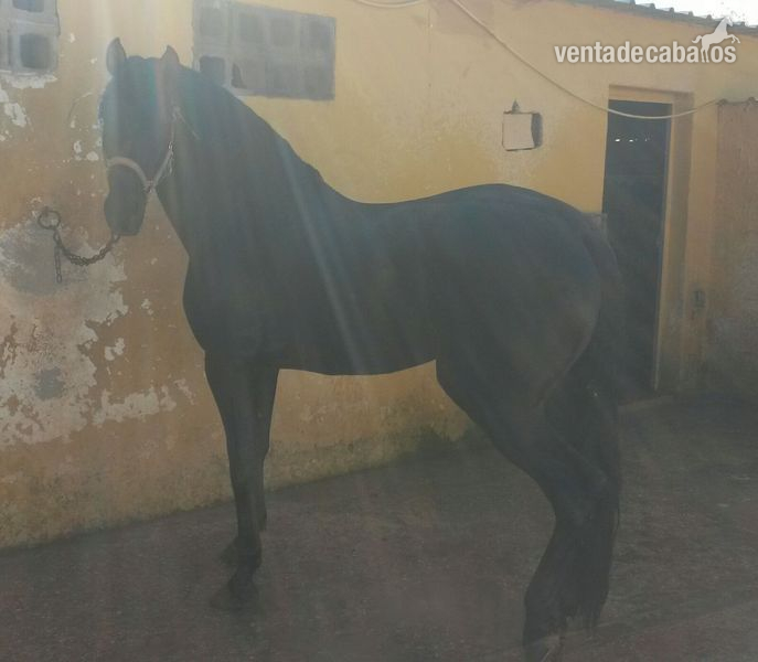 SE VENDE POTRO P.R.E in 