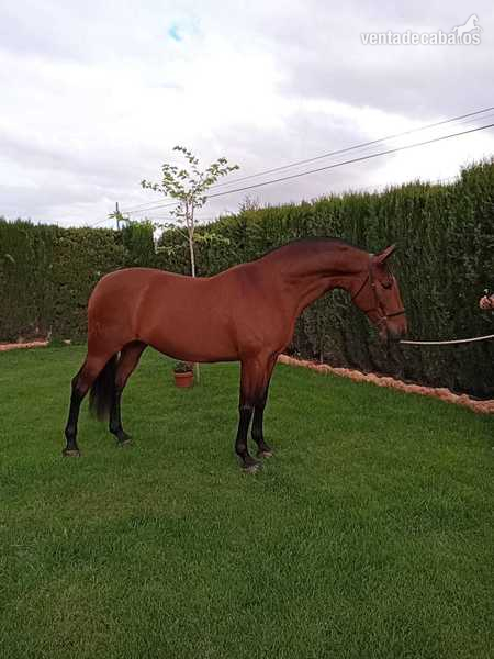 Venta yegua PRE in 