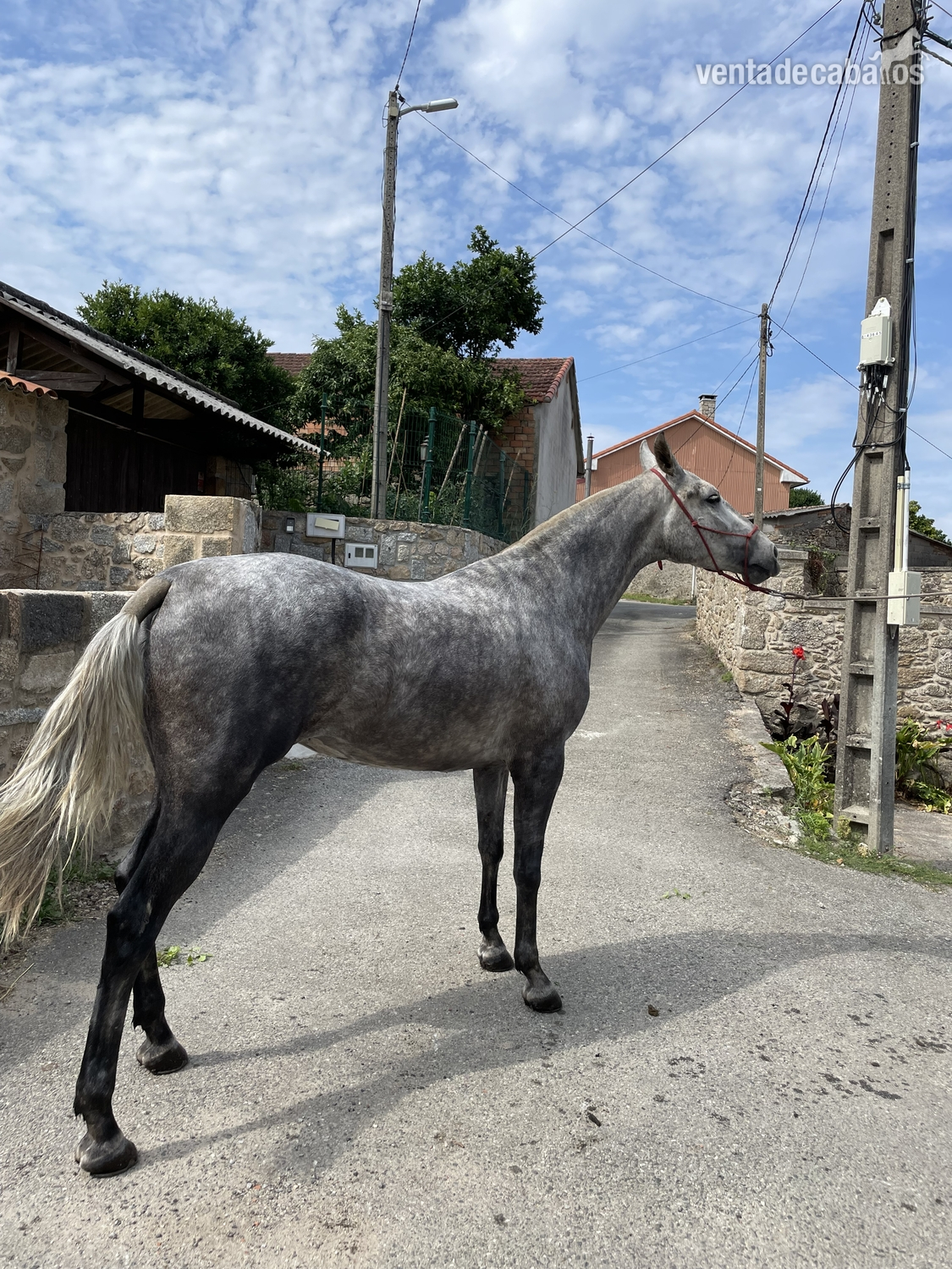 Se vende potra lusitana in 