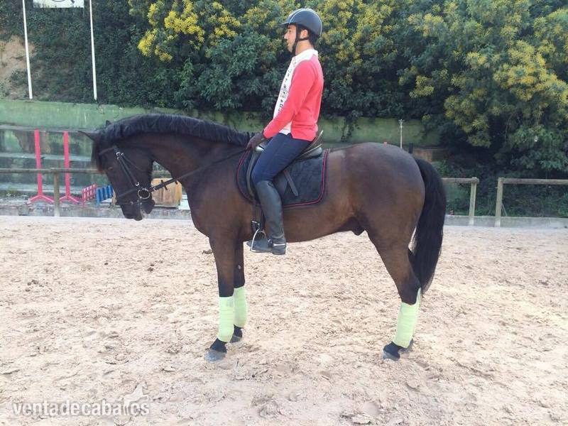 Pura Sangre Lusitano in 