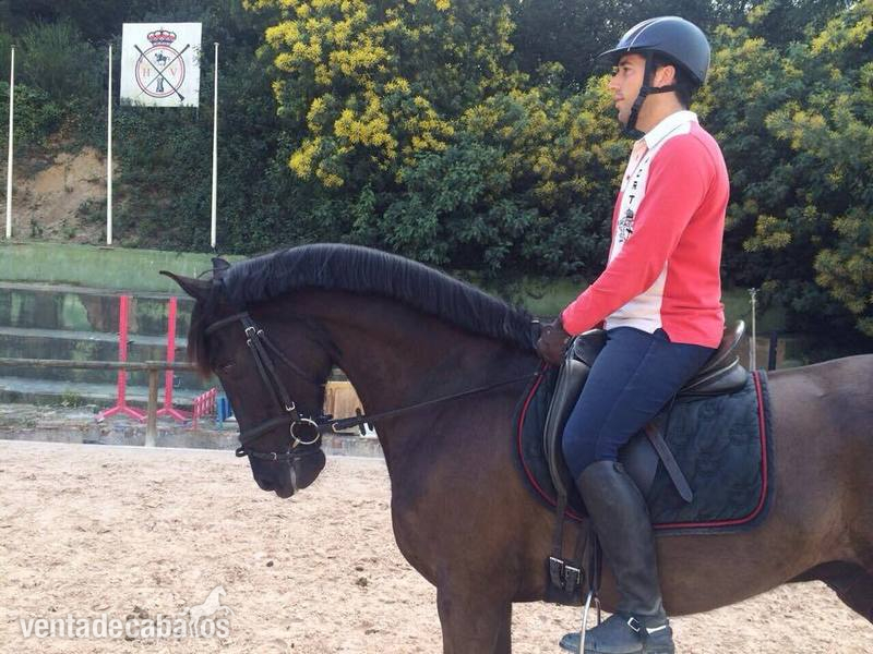 Lusitano