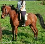 SE VENDE  YEGUA  P.R.A. in 