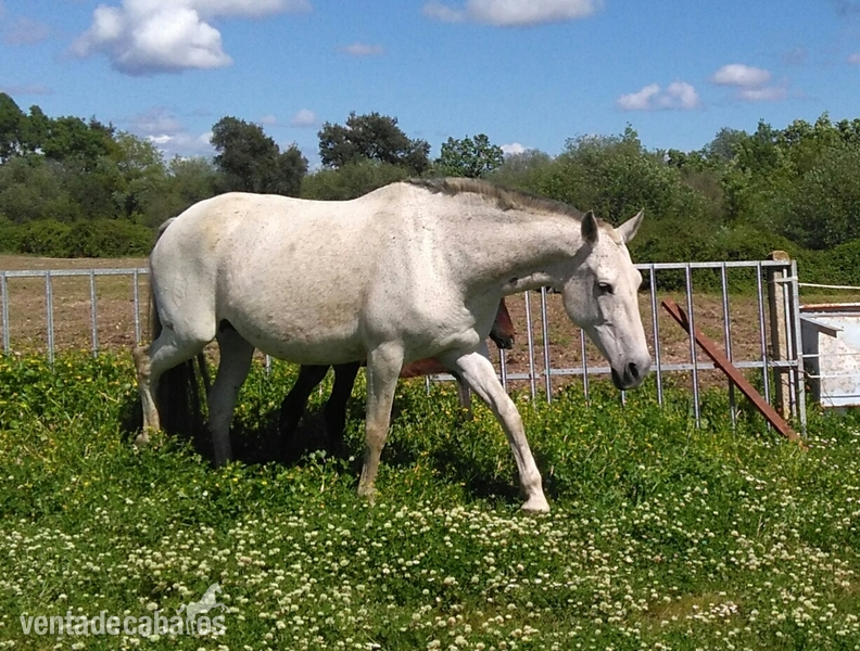 Lote de 4 yeguas origen Granda in 