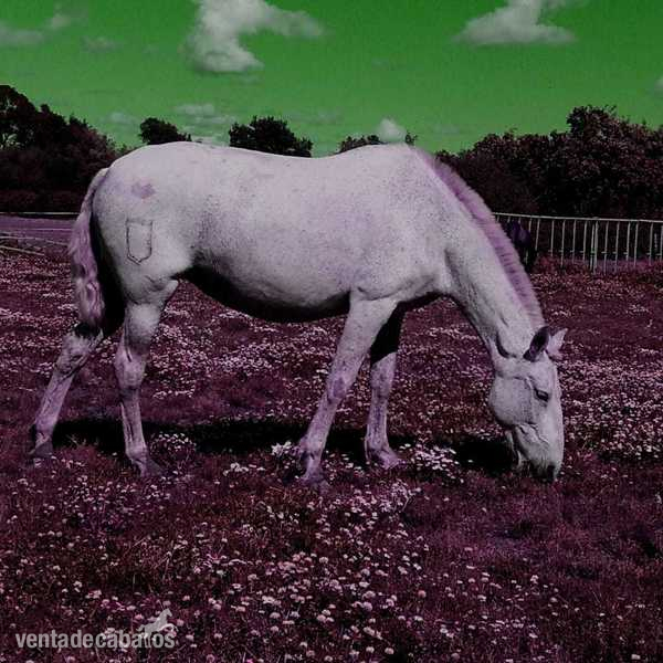 Caballos Pura Raza Española (P.R.E.) Pre - Lote de 4 yeguas origen Granda