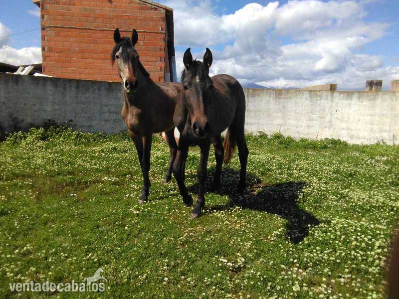Lote de 4 yeguas origen Granda - Caballos Pura Raza Española (P.R.E.) Pre