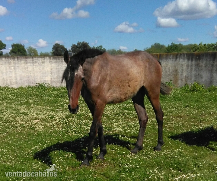 Lote de 4 yeguas origen Granda - Caballos Pura Raza Española (P.R.E.)