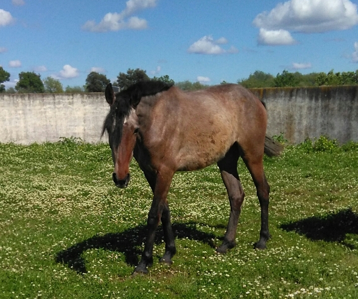 Lote de 4 yeguas origen Granda - Caballos Pura Raza Española (P.R.E.)