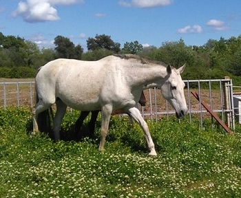 Lote de 4 yeguas origen Granda