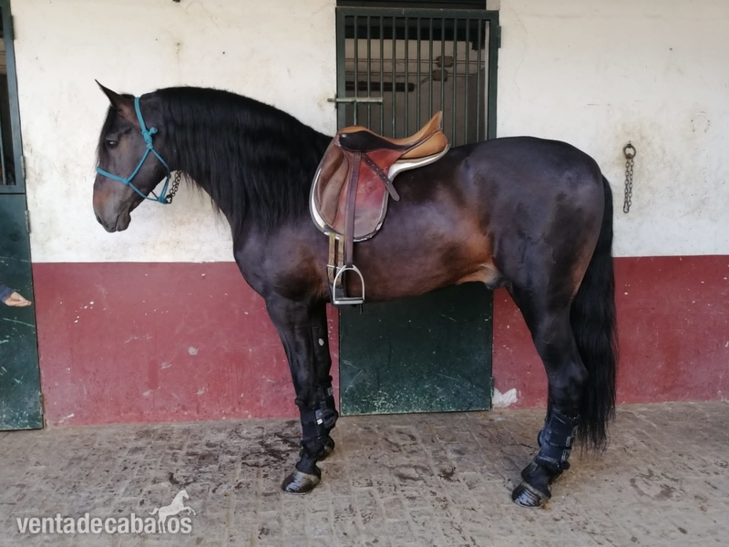 Caballos Pura Raza Española (P.R.E.) Pre - Semental hijo de remache XIII 