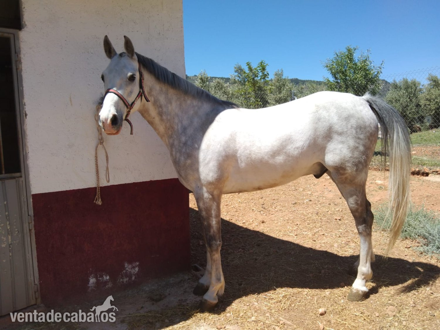 Hispano árabe 75% in 