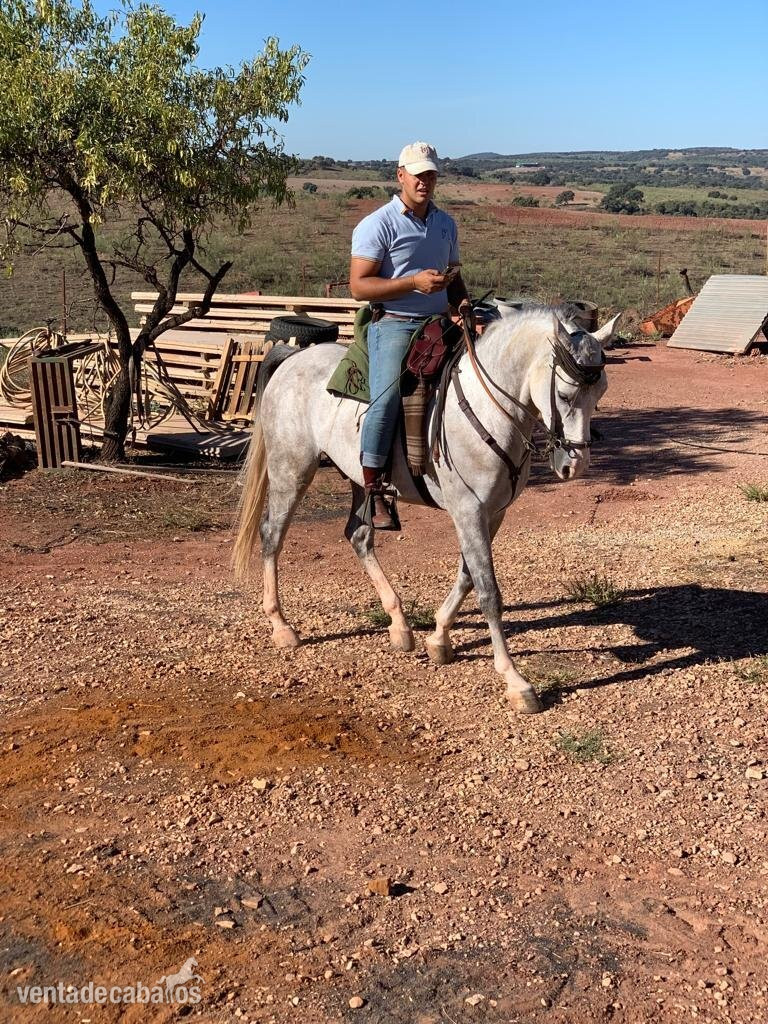 Caballo Hispano Árabe EMPTY - Hispano árabe 75%