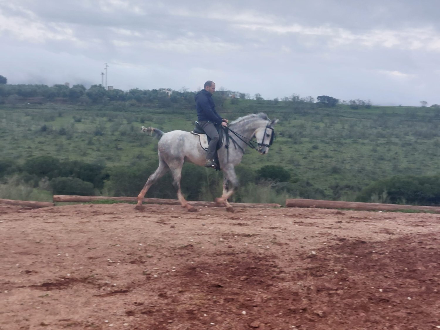 Hispano árabe 75% - Caballo Hispano Árabe EMPTY