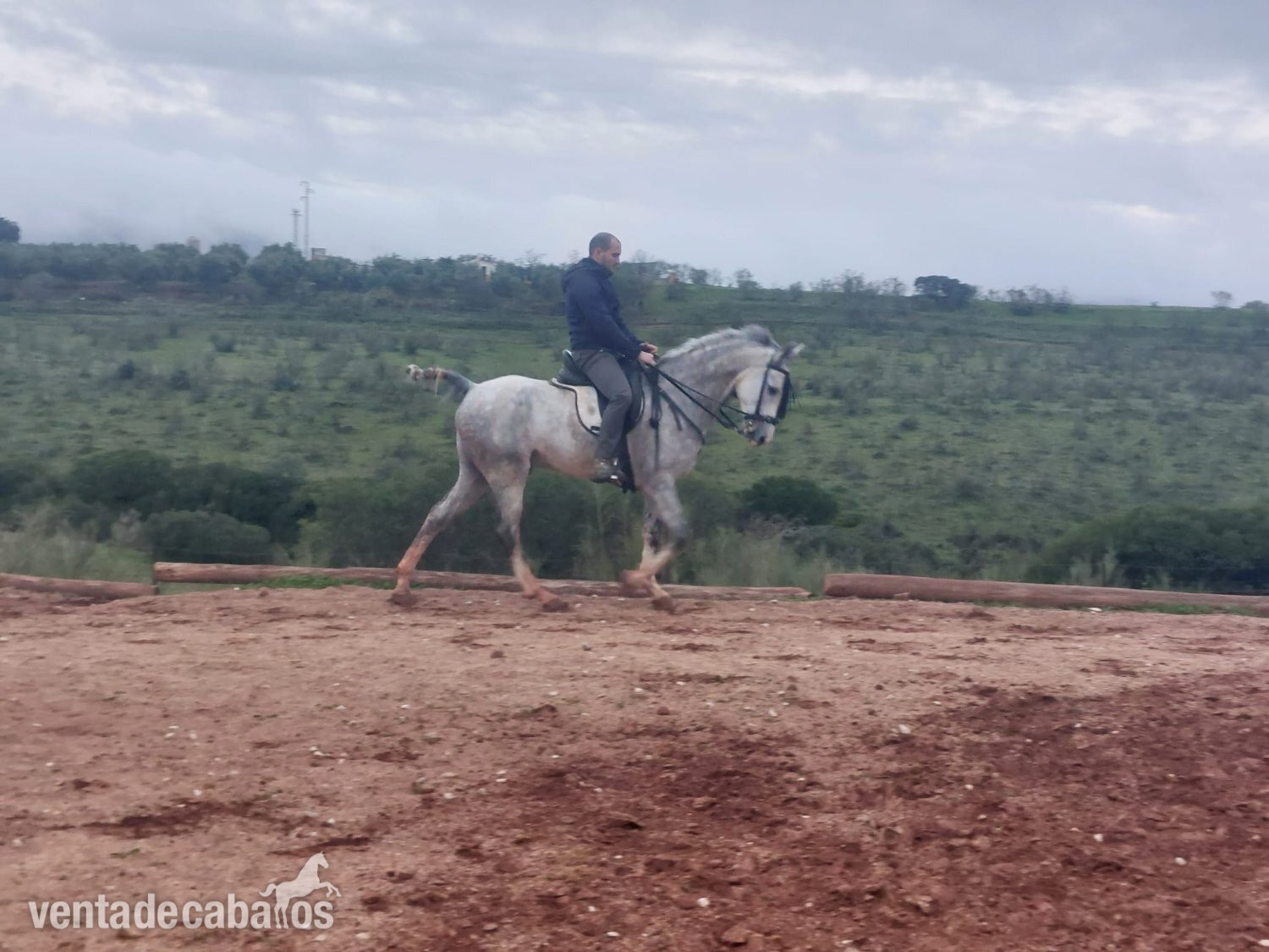 Hispano árabe 75% - Caballo Hispano Árabe EMPTY