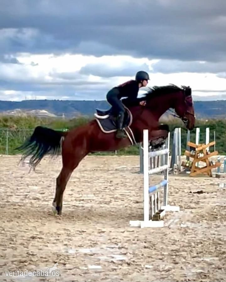 Caballo CDE, salto hipica in 
