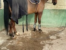 Caballo CDE, salto hipica