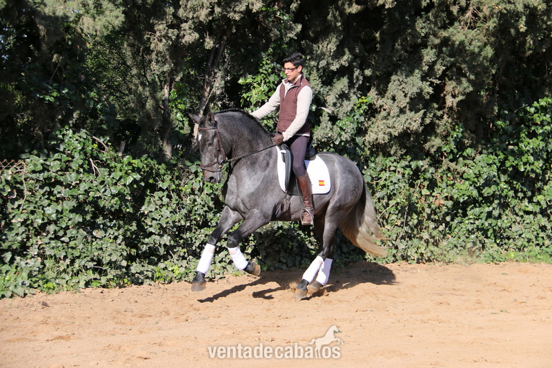 kaiser de serrecin  - Caballos Pura Raza Española (P.R.E.) Pura Raza Española