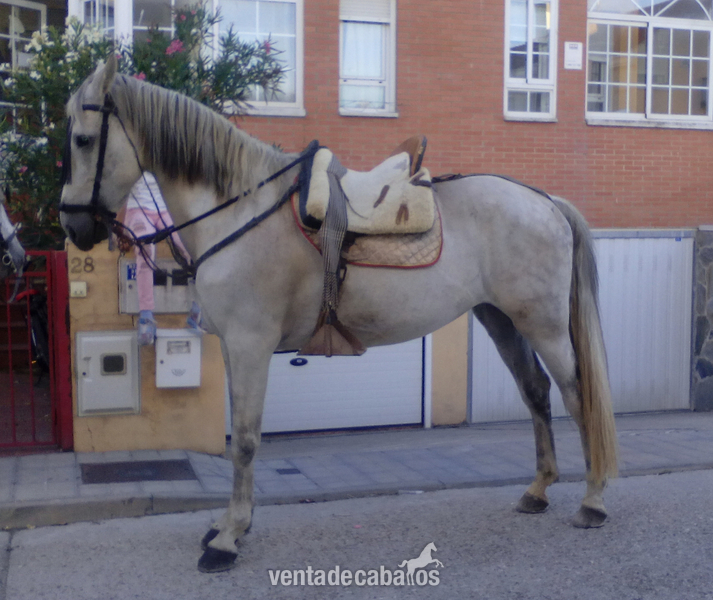 LUSITANO, por exceso de caballos in 
