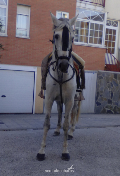 Lusitano