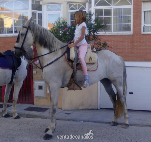 Lusitano {TYPE}