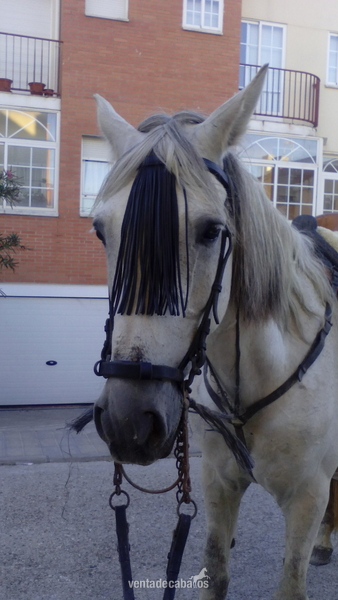Caballos Capados Lusitano - LUSITANO, por exceso de caballos