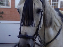 LUSITANO, por exceso de caballos